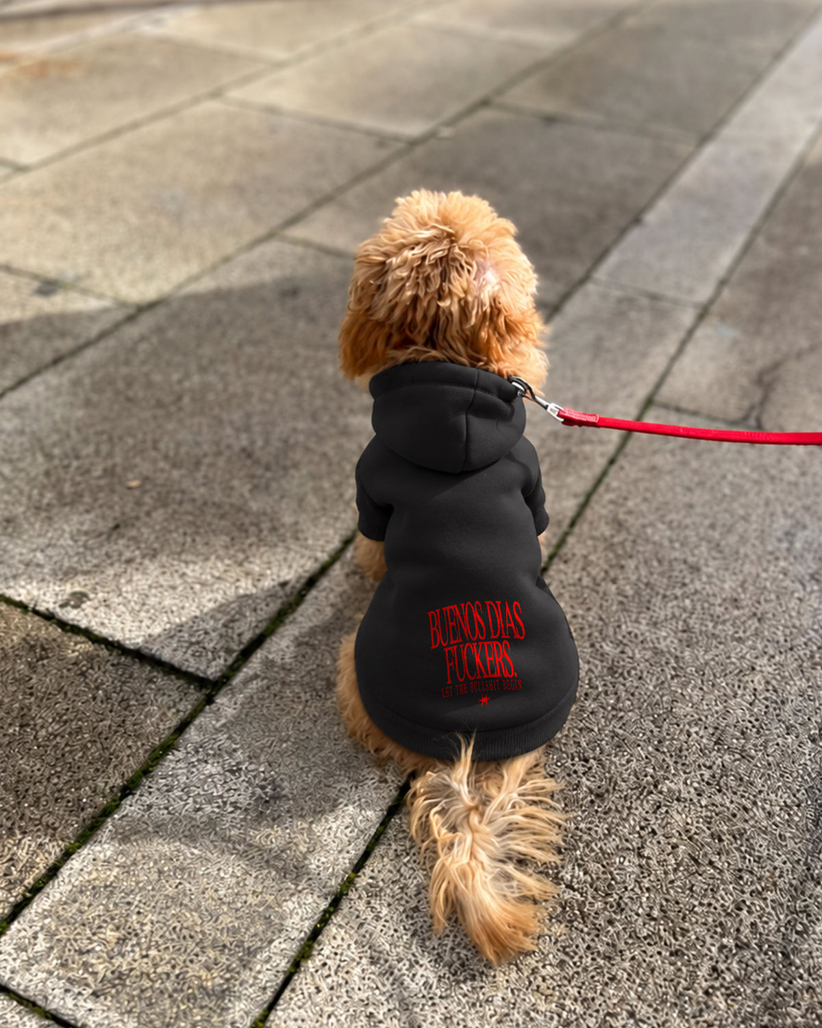 Dog Hoodie - Buenos Dias Fuckers