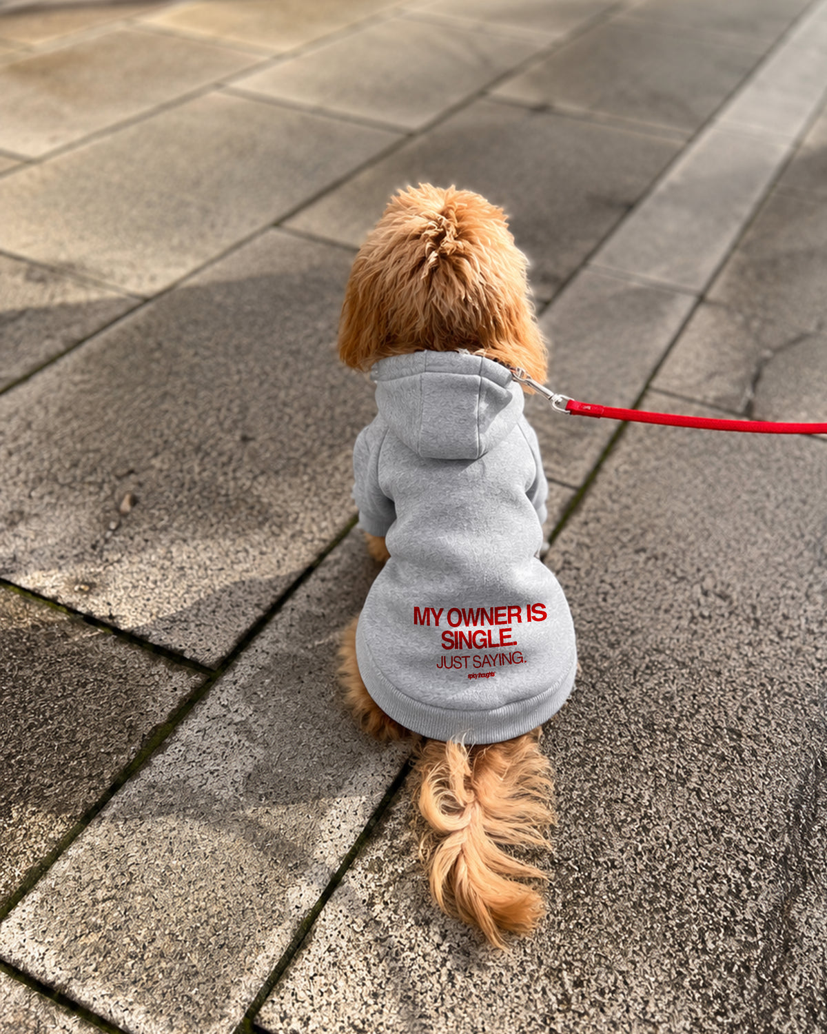 Dog Hoodie - My Owner Is Single