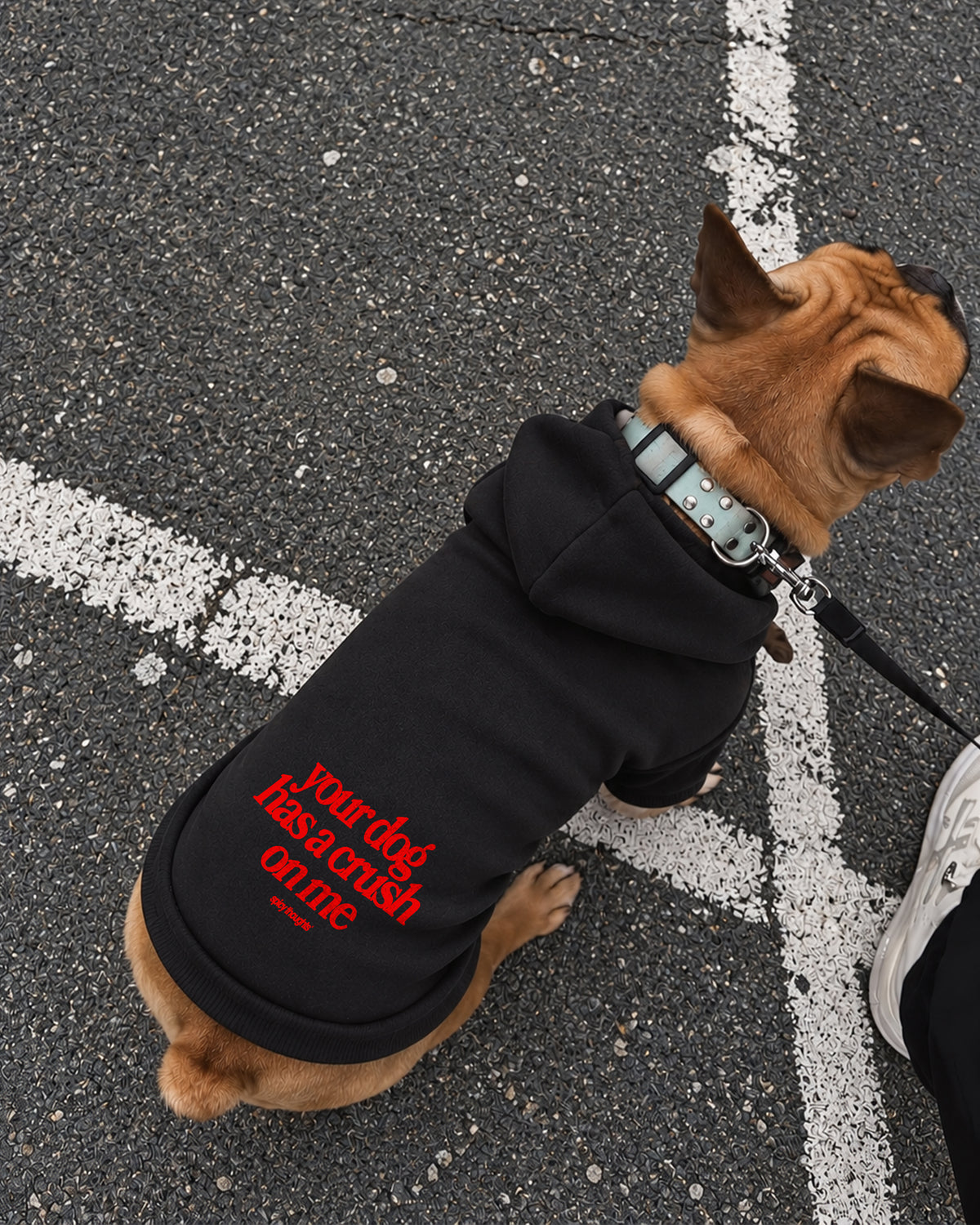 Dog Hoodie - Your Dog Has A Crush On Me